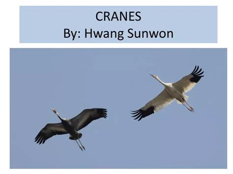Cranes Hwang Sunwon Summary