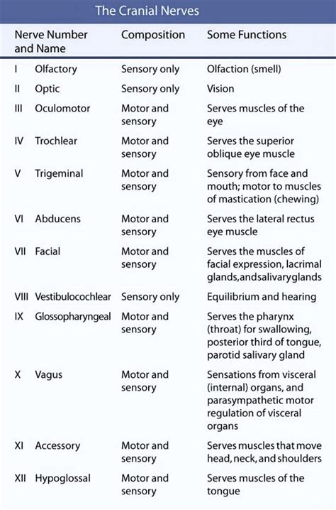 Cranial Nerves And Functions Chart