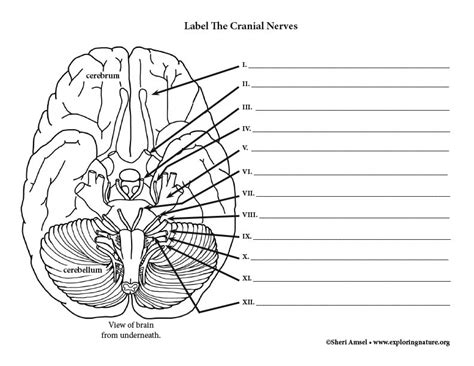 Cranial Nerves Quizzes And Labeling Exercises Kenhub Nervous System Labeling Worksheet - Nervous System Labeling Worksheet