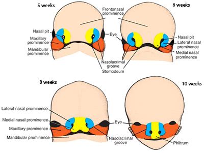 Craniofacial Embryology