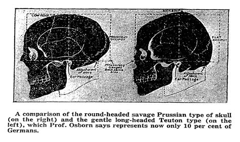 Craniology History Morton Crania Collection Penn Museum Skull Science - Skull Science