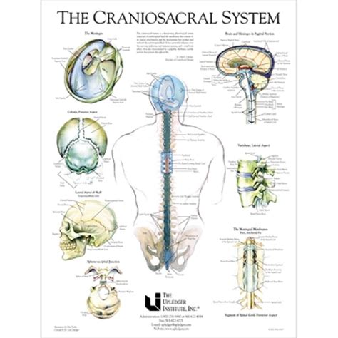 craniosacral system diagram