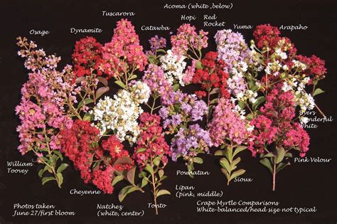crape myrtle colors