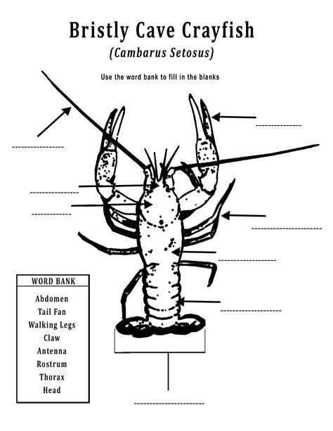 Crayfish Dissection Esc 20 Crayfish Worksheet Answers - Crayfish Worksheet Answers