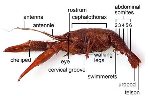 Crayfish Dissection Flashcards Quizlet Crayfish Worksheet Answers - Crayfish Worksheet Answers