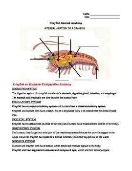 Crayfish Dissection Instructor Answer Key Crayfish External Anatomy Crayfish Worksheet Answers - Crayfish Worksheet Answers