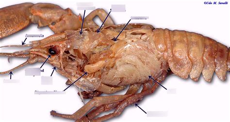 Crayfish Dissection Lab Flashcards Quizlet Crayfish Worksheet Answers - Crayfish Worksheet Answers