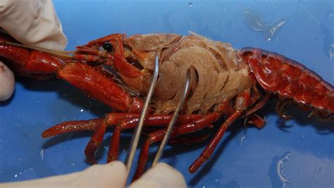 Crayfish Dissection Penn State