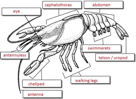 Crayfish External Anatomy Crayfish Worksheet Answers - Crayfish Worksheet Answers