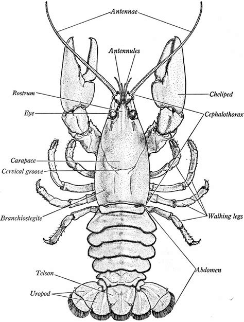 Crayfish External Anatomy The Biology Corner Crayfish Worksheet Answers - Crayfish Worksheet Answers
