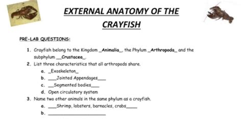 Crayfish Pre Lab Questions Flashcards Quizlet Crayfish Worksheet Answers - Crayfish Worksheet Answers