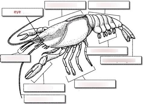 Crayfish Worksheet Flashcards Quizlet Crayfish Worksheet Answers - Crayfish Worksheet Answers