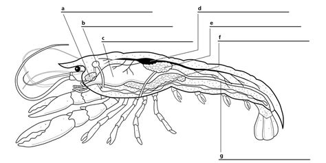 Crayfish Worksheet Teaching Resources Tpt Crayfish Worksheet Answers - Crayfish Worksheet Answers