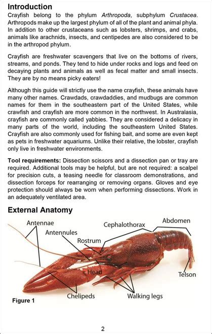 Read Online Crayfish Dissection Guide 