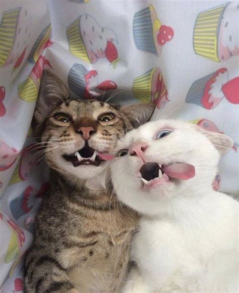 Crazy About Cats About Animals