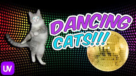 crazy cat dancing to scary music - YouTube