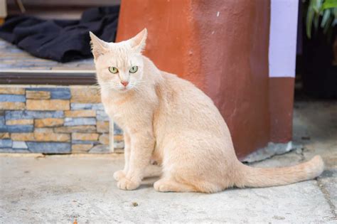 cream colored cat