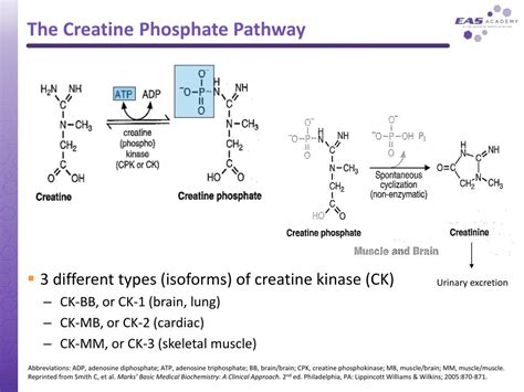 Creatine Phosphate Function