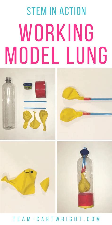 Creating Model Working Lungs Just Breathe Activity Respiratory System Activities For Elementary Students - Respiratory System Activities For Elementary Students