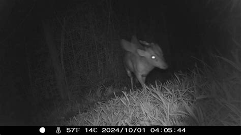 Creature Of The Night