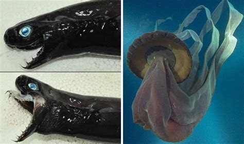 Creatures Of The Deep Real Life Monsters