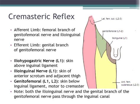 Cremaster Muscle Reflex