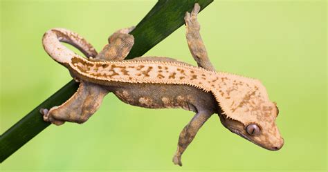 Crested Geckos
