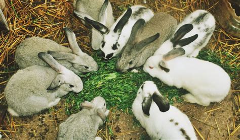 Cria De Conejos