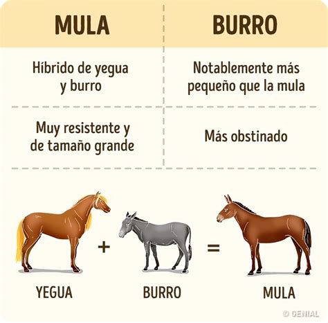 cria de la mula del burro y el caballo