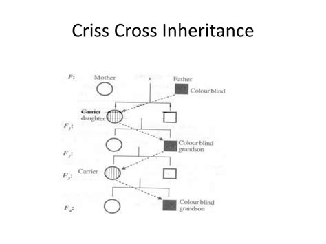 Criss Cross Inheritance
