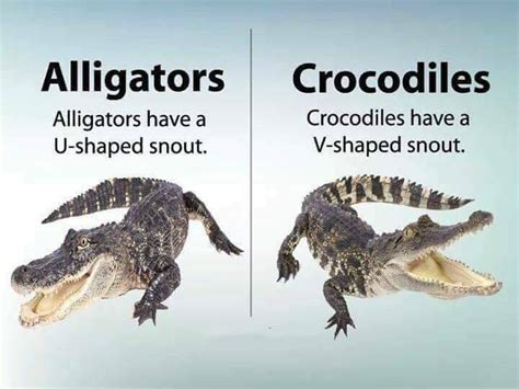 crocodile alligator 차이
