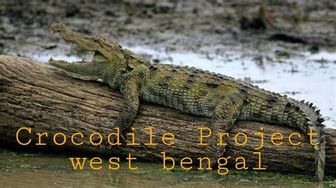 Crocodile Conservation Project