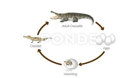 Crocodile Life Cycle