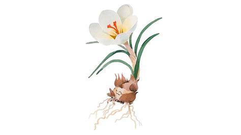 crocus chrysanthus bulb extract SafetyMakeup. 