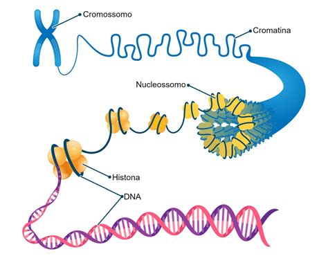 cromatina-1