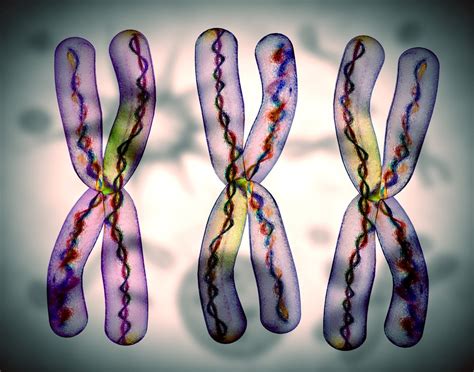 cromossomo