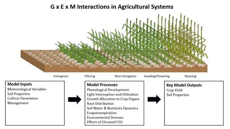 Read Online Crop Growth Modeling And Its Applications In Agricultural 