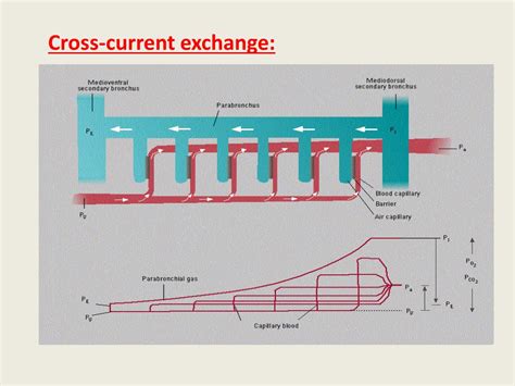 Cross Current Gas Exchange