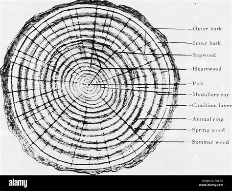 Cross Section Of A Tree
