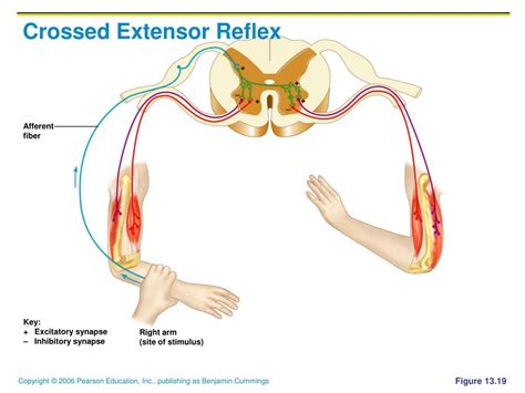 Crossed Extensor Reflex