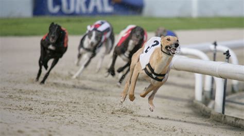 cruel greyhound racing