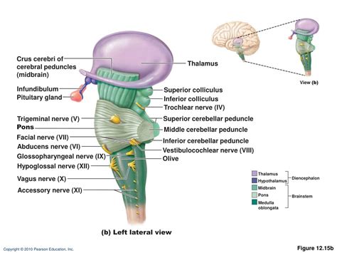 Crus Cerebri