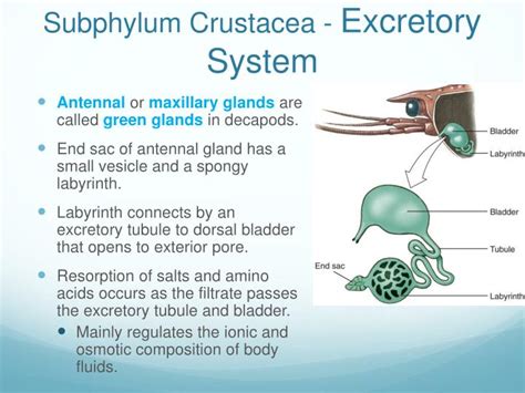 Crustacean Excretory System