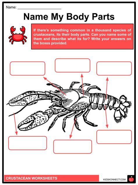 Crustacean Printouts Enchantedlearning Com Crustacean Worksheet For Kindergarten - Crustacean Worksheet For Kindergarten