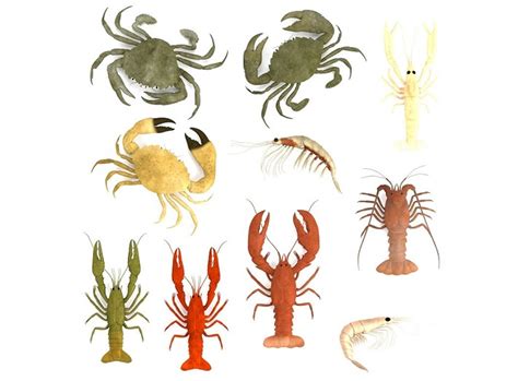 Crustaceans Educational Resources K12 Learning Life Elephango Crustacean Worksheet For Kindergarten - Crustacean Worksheet For Kindergarten