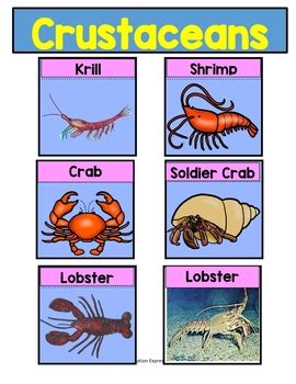Crustaceans For Kindergarten Teaching Resources Tpt Crustacean Worksheet For Kindergarten - Crustacean Worksheet For Kindergarten