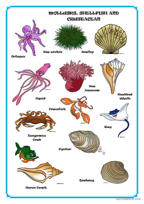 Crustaceans Lesson Plans Amp Worksheets Reviewed By Teachers Crustacean Worksheet For Kindergarten - Crustacean Worksheet For Kindergarten