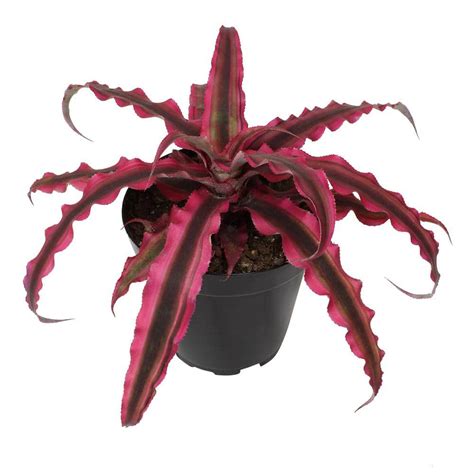 cryptanthus - Drought Smart Plants