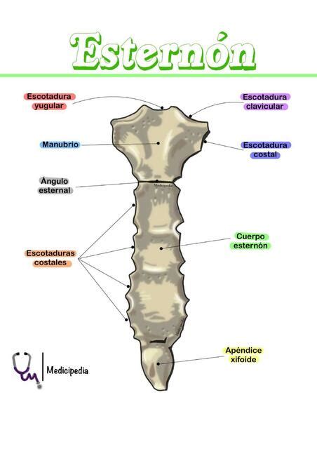 Cual Es El Esternon