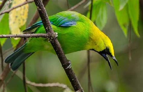 cucak ranting | Jual Cucak Ranting Terbaik Harga Murah September